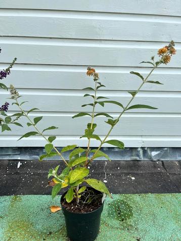 Buddleja weyeriana Sungold,  Vlinderstruik. beschikbaar voor biedingen