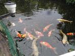 Koi karpers, wegens verhuizing tussen 45 en 60 com, Dieren en Toebehoren, Karper of Koi