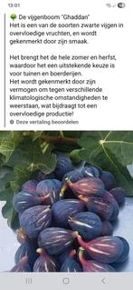 Ficus carica vijgen boompjes ghaddan , ghoudanne, Ophalen, Minder dan 100 cm, Overige soorten, Zomer