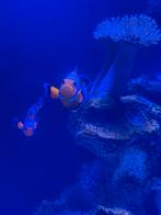 Visbestand en koralen zeeaquarium, Vis, Zoutwatervis