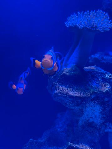 Visbestand en koralen zeeaquarium beschikbaar voor biedingen