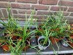 Ophiopogon green, Tuin en Terras, Planten | Tuinplanten, Ophalen, Zomer, Overige soorten, Volle zon