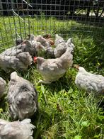Jonge Cochin hennen en hanen Bobtail, Dieren en Toebehoren, Meerdere dieren, Kip
