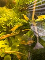Gele garnalen, Dieren en Toebehoren, Vissen | Aquariumvissen, Kreeft, Krab of Garnaal