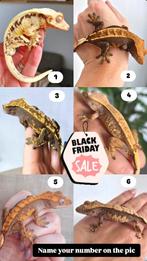 Wimper gecko's vanaf 50,-, Hagedis, 0 tot 2 jaar