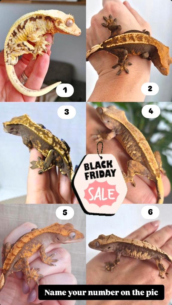 Wimper gecko's vanaf 50,-., Dieren en Toebehoren, Reptielen en Amfibieën, Hagedis, 0 tot 2 jaar