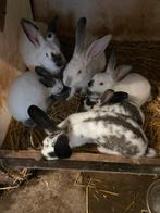 Te koop mooie konijntjes, Dieren en Toebehoren, Meerdere dieren