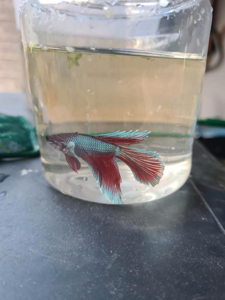 Jonge betta man eigen kweek, Dieren en Toebehoren, Vissen | Aquariumvissen, Zoetwatervis, Vis
