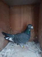 Zwarte Doffer 2024, Dieren en Toebehoren, Mannelijk, Postduif