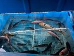 Diversen japanse koikarpers, Dieren en Toebehoren, Vissen | Vijvervissen