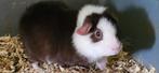 Us teddy beertje 4 maandjes, Januari, Mannelijk, Cavia