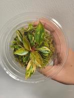 Philodendron Red Congo Variegata - 3 Planten, Ophalen of Verzenden, Halfschaduw, Minder dan 100 cm