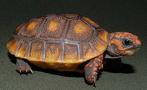 Schattig klein pupje, Dieren en Toebehoren, Reptielen en Amfibieën, Schildpad, 0 tot 2 jaar