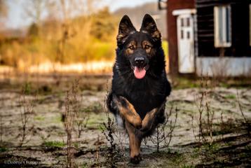 (Oud) Duitse herder dekreu ter dekking beschikbaar voor biedingen