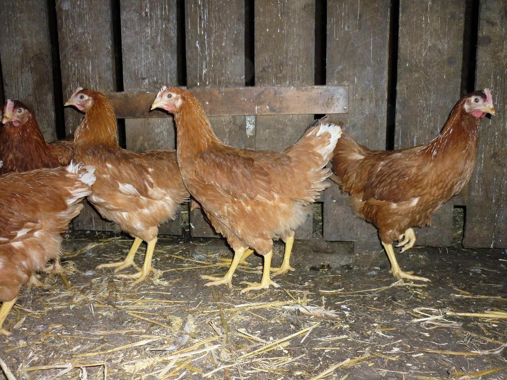 Legkippen, Dieren en Toebehoren, Pluimvee, Kip, Vrouwelijk