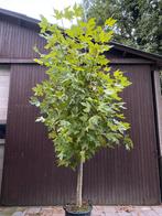 Plataan franse knot. In pot. Platanus hispanica, Tuin en Terras, Planten | Bomen, Ophalen, In pot, Volle zon, Overige soorten