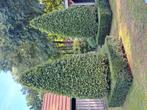Te koop  2 x mooie beuken kegelvorm. 4-4,5 m hoog, Tuin en Terras, Planten | Bomen, Ophalen, Bloeit niet, Overige soorten