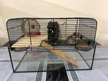 Kooi Hok Knaagdieren Hamster Gerbil beschikbaar voor biedingen