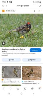 GEZOCHT koppel roodvoorhoofd kanaries, Meerdere dieren