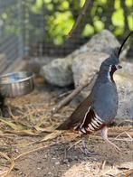 Bergkwartel kuikens, Meerdere dieren, Tropenvogel