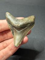 Megalodon haaientand Indonsie, Verzamelen, Mineralen en Fossielen, Ophalen of Verzenden, Fossiel