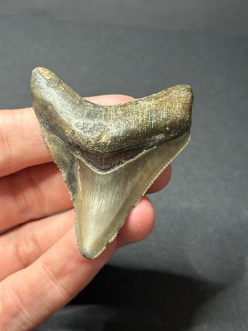 Megalodon haaientand Indonsie beschikbaar voor biedingen
