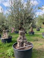 Winterharde olijfboom TE KOOP in pot NR:BA44, Ophalen, Lente, Overige soorten, Volle zon