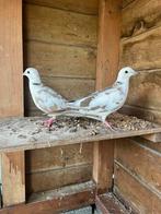 Jonge tortels, Meerdere dieren, Postduif