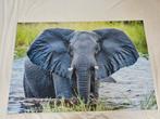 Afrikaanse olifant water aluminium print 2x 120 x 80, Ophalen of Verzenden, Nieuw, Metaal of Aluminium, 75 cm of meer