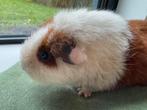 Lief zeugje Maxima, Dieren en Toebehoren, Maart, Vrouwelijk, Cavia