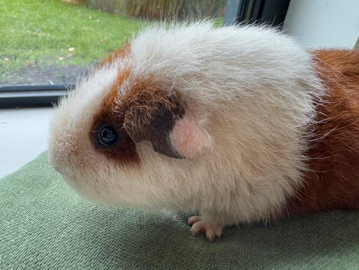 Lief zeugje Maxima, Dieren en Toebehoren, Knaagdieren, Vrouwelijk, Cavia, Maart