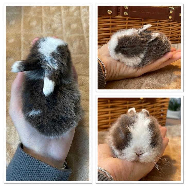 Minilopjs beschikbaar, Dieren en Toebehoren, Konijnen, Dwerg, Mannelijk, 0 tot 2 jaar, Hangoor