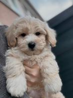 Maltipoo pup, Dieren en Toebehoren, Honden | Chihuahua's en Gezelschapshonden, Particulier, Rabiës (hondsdolheid), 15 weken tot 1 jaar
