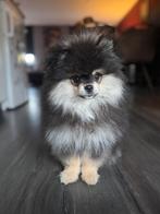 Black and Tan pomeranian, Dieren en Toebehoren, Particulier, Rabiës (hondsdolheid), 8 tot 15 weken, Buitenland