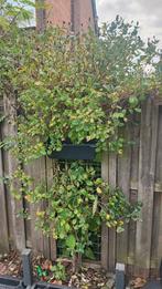 Weigela, Ophalen, Lente, Volle zon, Overige soorten