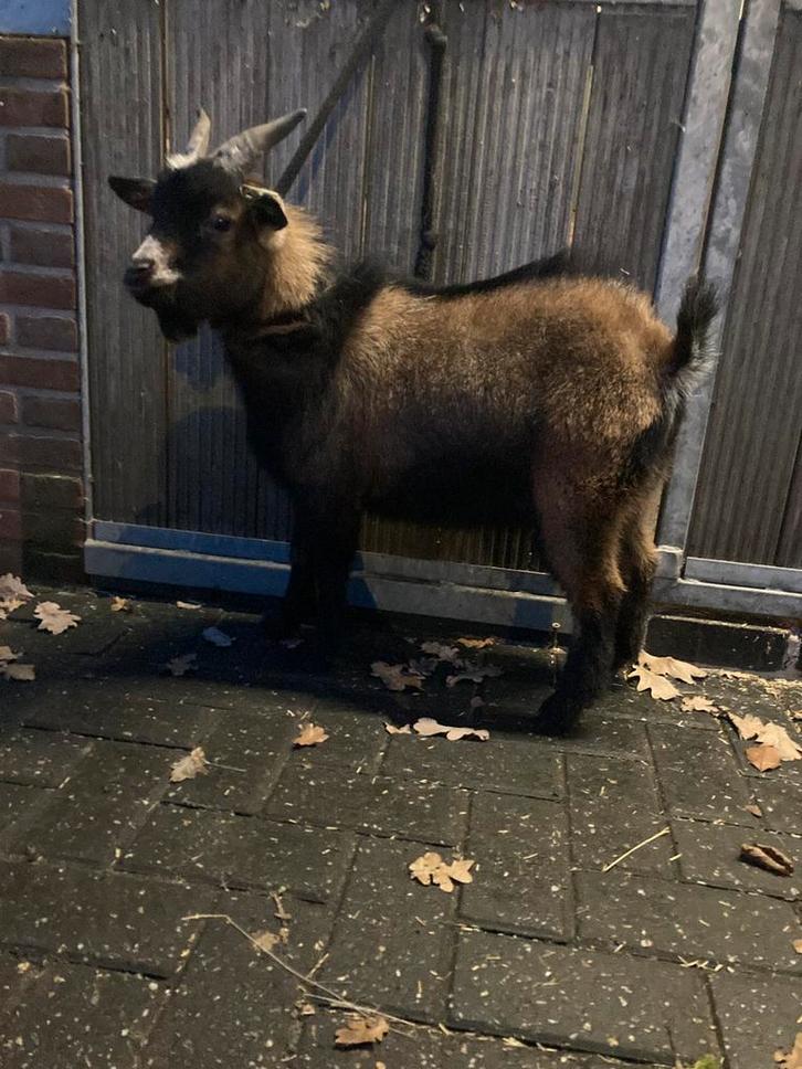 Dwerggeit dekbok te huur, Dieren en Toebehoren, Schapen, Geiten en Varkens, Geit, Mannelijk