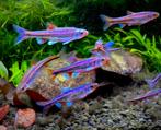 Rainbow shiner. Notropis chrosomus. Regenboog elrits - winde, Dieren en Toebehoren, Vissen | Vijvervissen, Goudvis(sen)