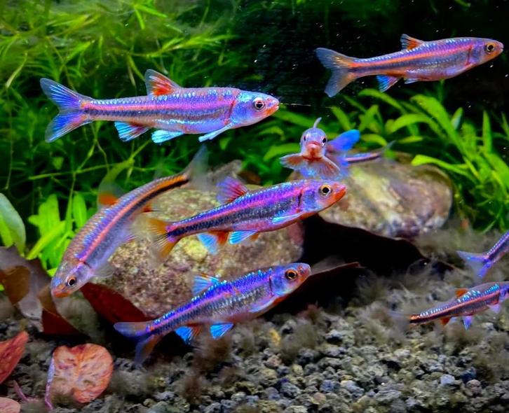 Rainbow shiner. Notropis chrosomus. Regenboog elrits - winde, Dieren en Toebehoren, Vissen | Vijvervissen, Goudvis(sen)