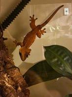 1.0 wimpergekko man, Dieren en Toebehoren, Reptielen en Amfibieën, Hagedis, Met terrarium, 3 tot 6 jaar