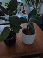Ficus, Huis en Inrichting, Kamerplanten, Ophalen, Ficus, Halfschaduw, Minder dan 100 cm