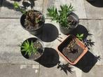 4x Amsonia Blauwe Ster tuinplanten, Tuin en Terras, Planten | Tuinplanten, Ophalen of Verzenden, Overige soorten