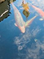Japanse koi 40 tot 50 cm, Dieren en Toebehoren, Vissen | Vijvervissen, Karper of Koi