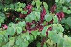 Cercis siliquastrum – Judasboom, Overige soorten, Vaste plant, Ophalen of Verzenden, Halfschaduw