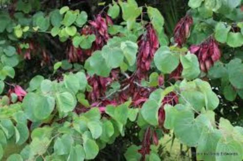 Cercis siliquastrum – Judasboom, Tuin en Terras, Planten | Tuinplanten, Vaste plant, Overige soorten, Halfschaduw, Lente, Ophalen of Verzenden