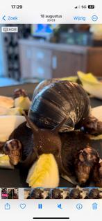 Afrikaanse reuze slakken, Dieren en Toebehoren, Mei, Geslacht onbekend