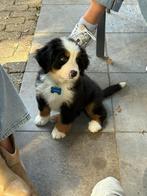 Berner Sennen pupjes, Dieren en Toebehoren, België, Fokker | Hobbymatig, Reu, CDV (hondenziekte)