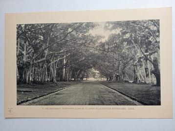 Lichtdruk Java, Nederlands Indië ca. 1910 beschikbaar voor biedingen