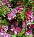 Weigela Rosea stekken, Tuin en Terras, Planten | Tuinplanten, Ophalen, Zomer, Volle zon