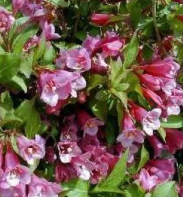 Weigela Rosea stekken, Tuin en Terras, Planten | Tuinplanten, Volle zon, Zomer, Ophalen