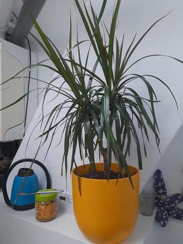 Dracaena Marginata incl. Gele Pot beschikbaar voor biedingen